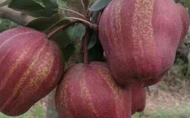 梨樹下的化妝品秘方 讓美麗回歸自然“落花量”溫柔守護